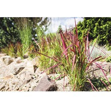 Plantering med prydnadsgräs och stenar i trädgården