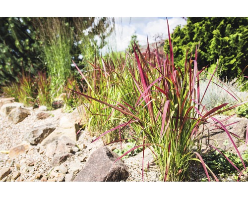 Plantering med prydnadsgräs och stenar i trädgården