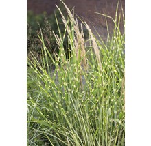 Zebragräs med randiga blad och blomställningar