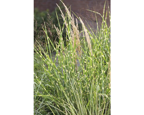 Zebragräs med randiga blad och blomställningar