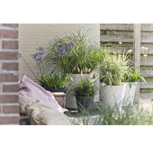Terrass med planteringskärl och olika prydnadsgräs samt blommande växter.