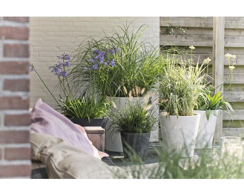 Terrass med planteringskärl och olika prydnadsgräs samt blommande växter.