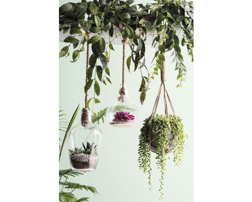 Dekorativa hängande växter i glasbehållare med repupphängning
