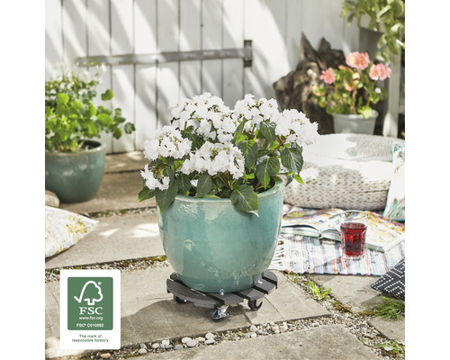 Blomkruka med vita blommor på rullvagn för växter utomhus med FSC-sigill