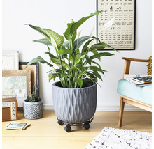 Interiörbild med en fredskalla i kruka på en växtrullbräda.