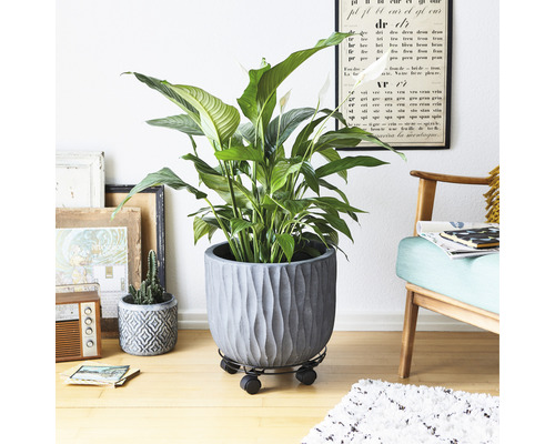 Interiörbild med en fredskalla i kruka på en växtrullbräda.