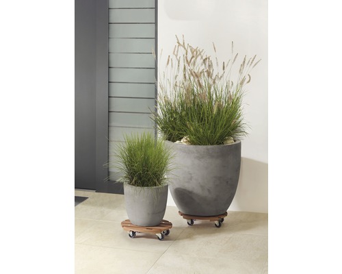 Två planterade betongplanteringskärl på rullvagnar av trä utomhus.