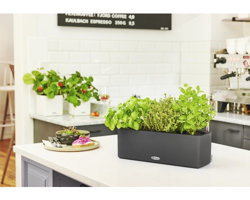 Örter och jordgubbar i planteringskärl på en köksbänk.