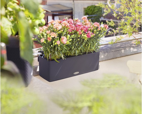 Mörkgrå blomlåda med rosa nejlikor på en balkong