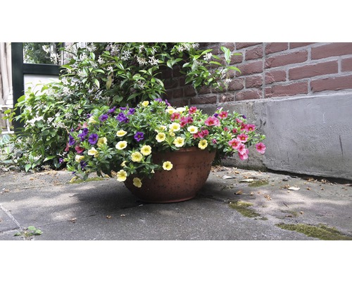 Blomkruka med färgglada petunior framför en mur