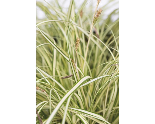 Prydnadsgräs med randiga blad och blomställningar
