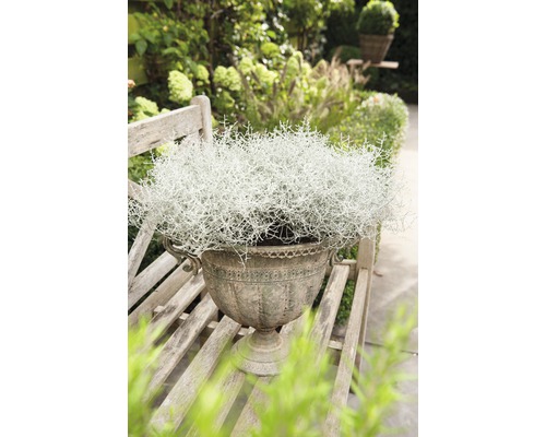 Dekorativ växt i en dekorativ kruka på en träbänk i trädgården.