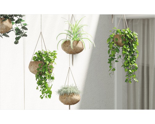 Dekorativa hängande växter i kokosnötsskal på en vägg