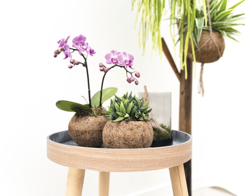Dekorativa växtarrangemang med orkidéer och suckulenter på ett sidobord