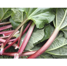 Rabatterstjälkar och -blad