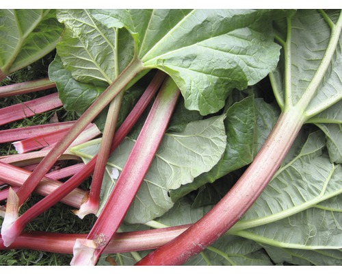 Rabatterstjälkar och -blad