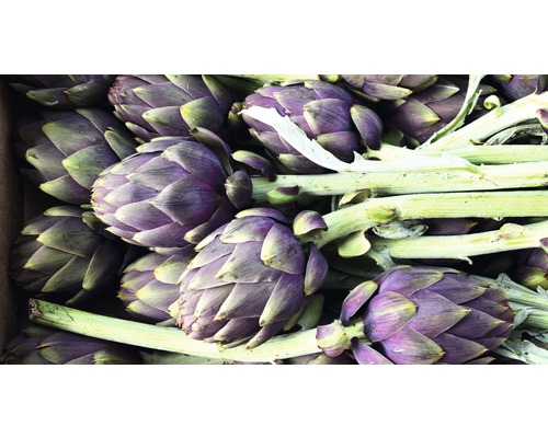 Närbild av kronärtskockor med stjälk