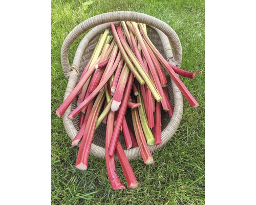 Korg fylld med rabarberstjälkar på en gräsmatta