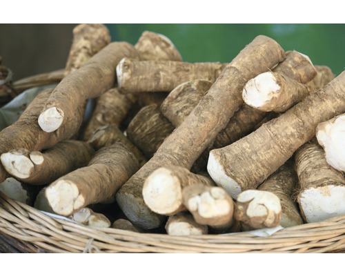 Pepparrotsrötter i en korg