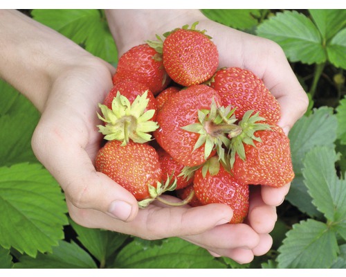 Händer som håller jordgubbar