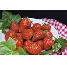 Skål med färska jordgubbar och murgrönsblad