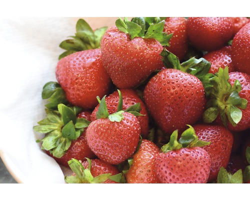 Närbild av färska jordgubbar