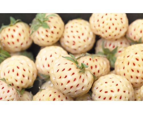 Närbild av vita jordgubbar med röda frön.