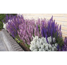 Blomstbädd med blommande salvia framför en stenmur
