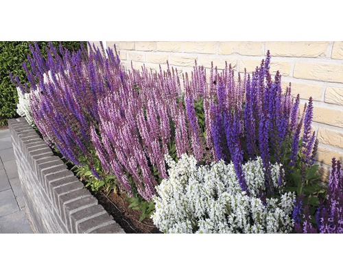 Blomstbädd med blommande salvia framför en stenmur