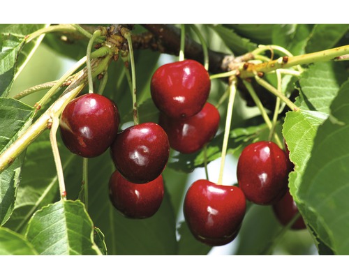 Sötkörsbär FLORASELF Bio Prunus avium 'Burlat' stamhöjd ca 60cm totalhöjd 130-150cm Co 7,5L