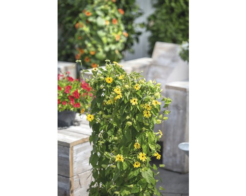 Gul svartöga planta i trädgården
