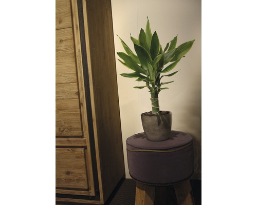 Bambu i kruka på en pall bredvid ett skåp