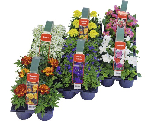 Olika sommarblommor i en odlingsplatta.