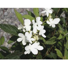 Blomställning av olvonbuske med vita blommor och gröna blad