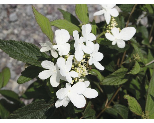 Blomställning av olvonbuske med vita blommor och gröna blad