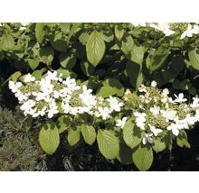 Blommande olvonbuske med vita blommor och gröna blad