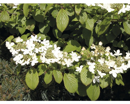 Blommande olvonbuske med vita blommor och gröna blad
