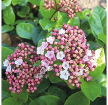 Närbild av en Viburnum tinus växt med blommor