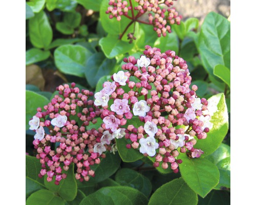 Närbild av en Viburnum tinus växt med blommor