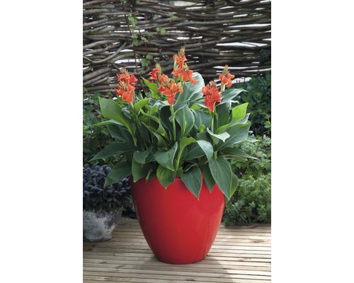 Blommande Canna-växt i en blomkruka utomhus