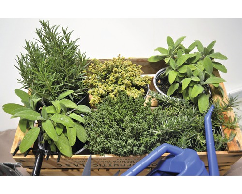 Låda med olika örter som rosmarin, salvia och timjan.