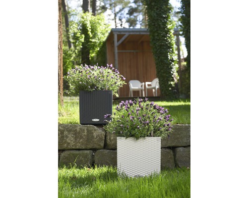 Två fyrkantiga rottingplanteringskärl med växter på en stenmur i trädgården.