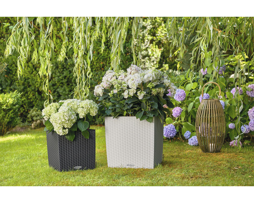 Två blomlådor med hortensior och en dekorativ lampa i trädgården.