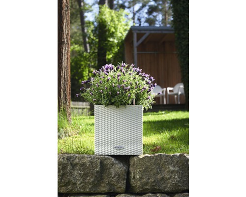 Blomlåda med lavendel på en stenmur i trädgården