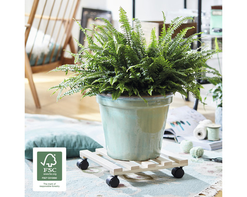 Inomhusväxt ormbunke i en kruka på en planteringsvagn med hjul och FSC sigill