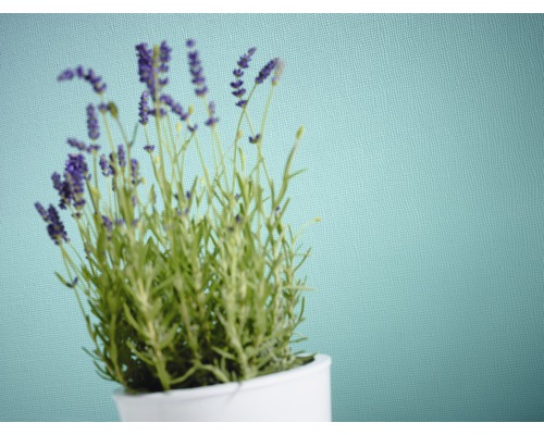 Lavendel i kruka