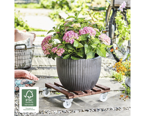 Hortensia i kruka på rullbräda med hjul utomhus