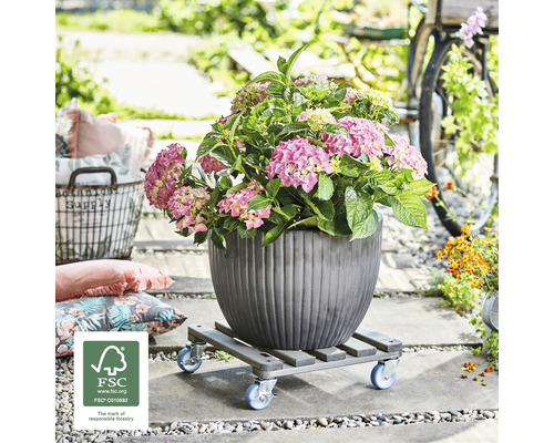 Hortensia i kruka på en planteringsvagn utomhus