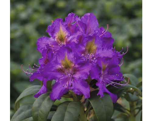 Rhododendron FLORASELF Rhododendron Hybride lila 20-30cm Co 2L