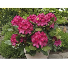 Rhododendron i kruka med frodiga, färgstarka blommor